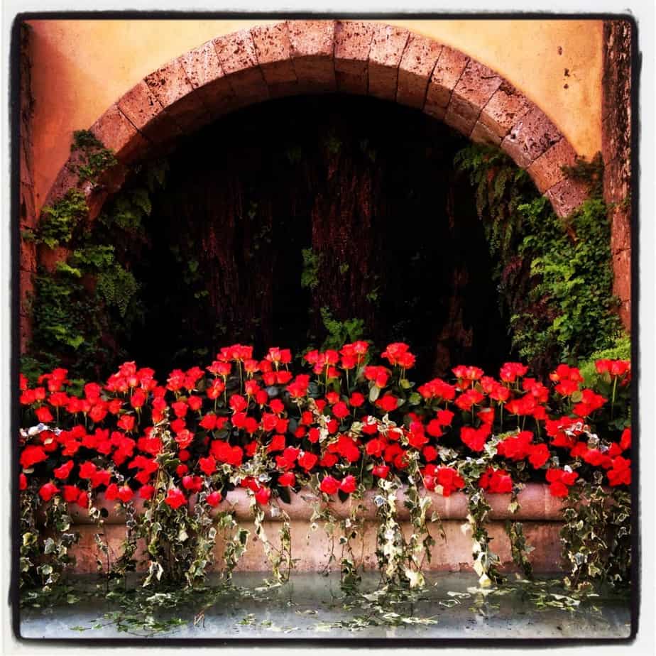 Red Roses Grasse